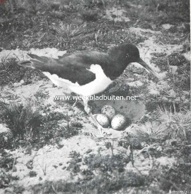 Vogelfotografie in Nederland en daarbuiten. Scholekster bij haar nest in de duinen