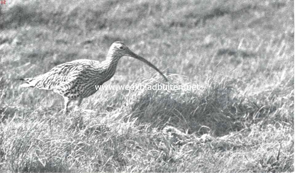Vogelfotografie in Nederland en daarbuiten. Wulp bij zijn nest