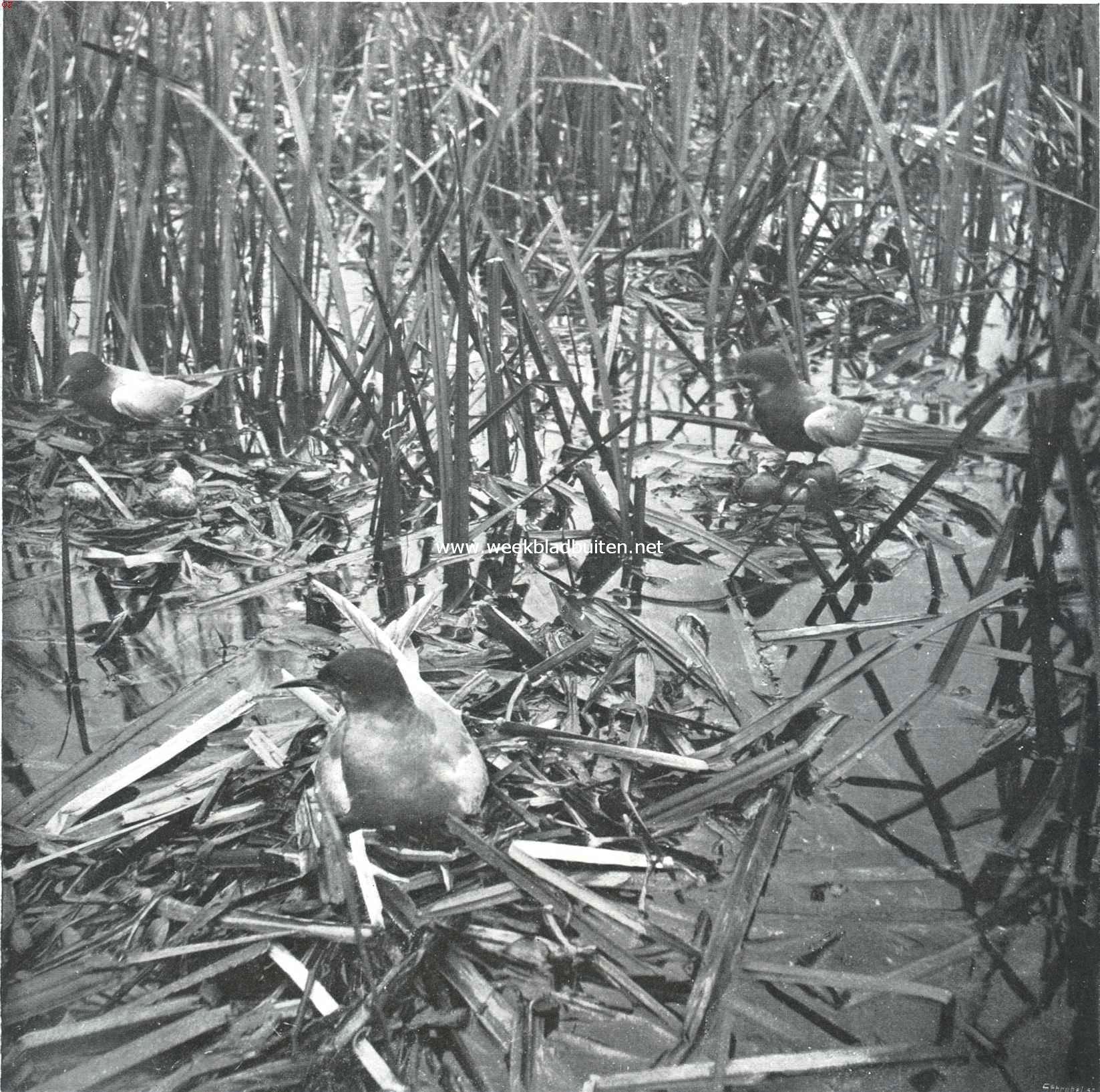 Vogelfotografie in Nederland en daarbuiten. Zwarte Sterntjes op hunne broedplaats