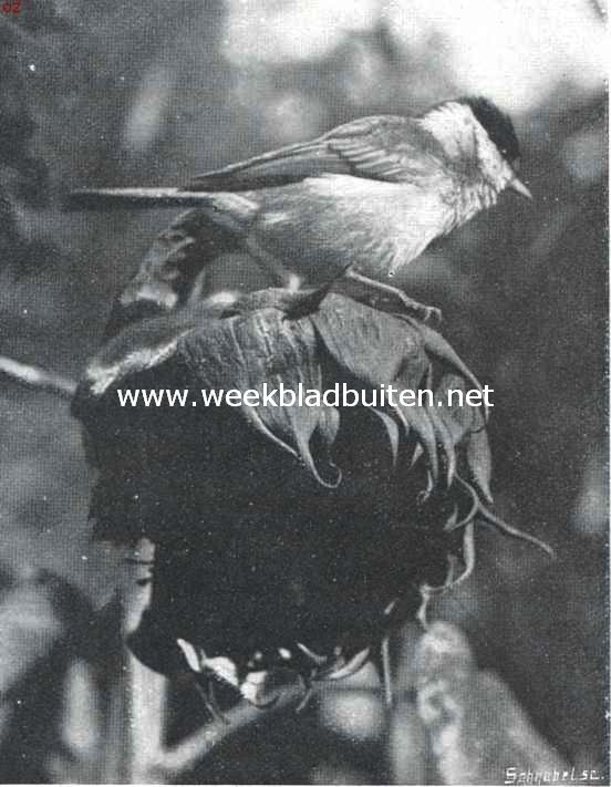 Vogelfotografie in Nederland en daarbuiten. Zwartkopmees op zonnebloem