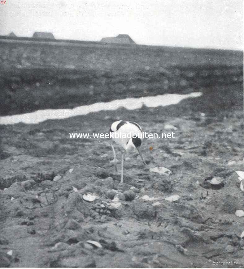 Vogelfotografie in Nederland en daarbuiten. Kluit (Texel)