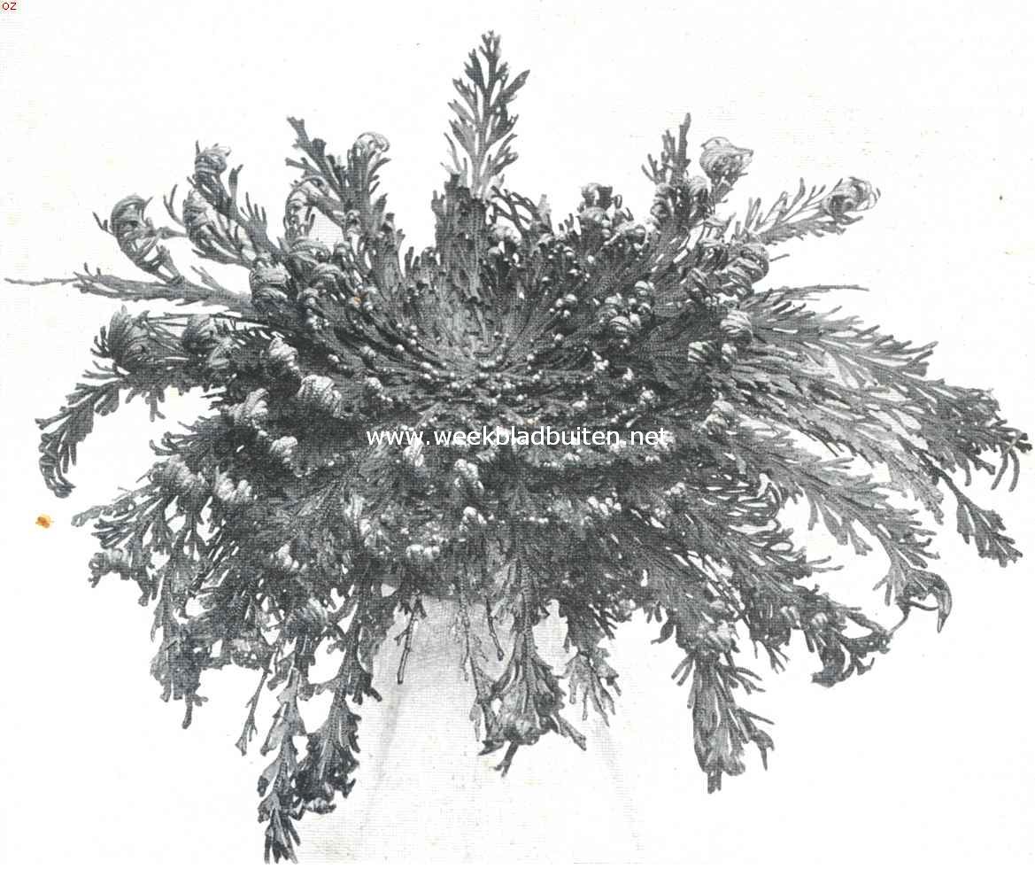 Selaginella Lepidophylla. Afkomstig uit Californi en Mexico, en omdat zijn eigenschappen vertoont, welke eenigszins met die van de echte Roos van Jericho overeenkomen, wel onder dien naam verkocht worden. Omdat in plaats van de in dit artikel genoemde Roos van Jericho hier te lande dikwijls de Selaginella Lepidophylla verkocht wordt, meenden wij goed te doen beide nog eens tegenover elkaar te plaatsen, om het onderscheid tusschen de ware en de pseudo-Roos van Jericho duidelijk te laten zien