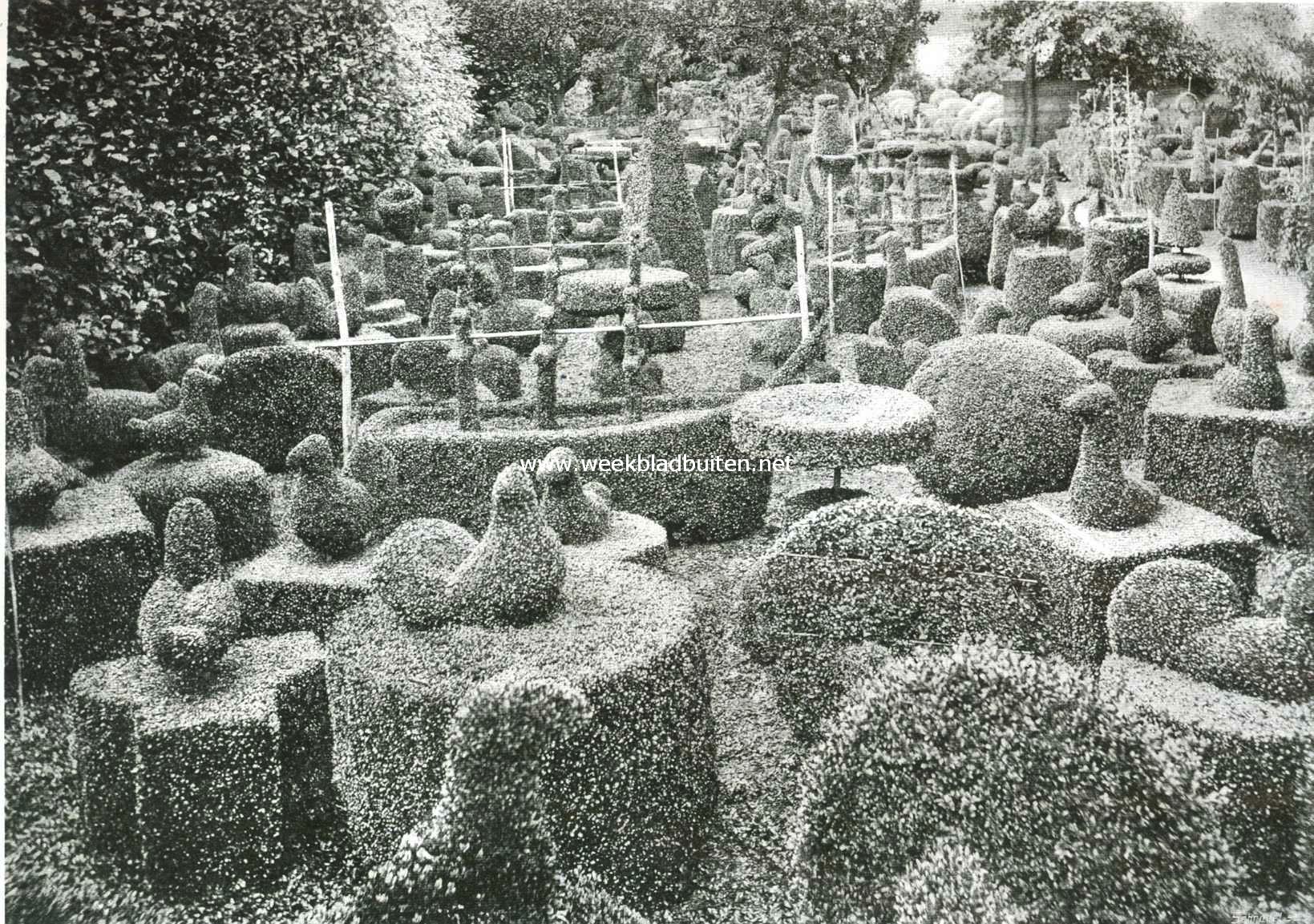 Buxus en taxus. Een kijkje in de kweekerij. Verzameling diverse kunstvormen
