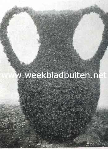 Buxus en taxus. Buxus Sempervirens 3