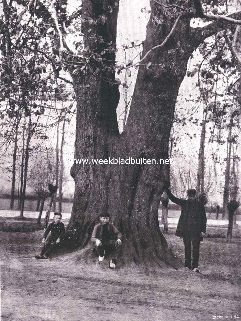 Voet van den lindeboom van Steenbergen