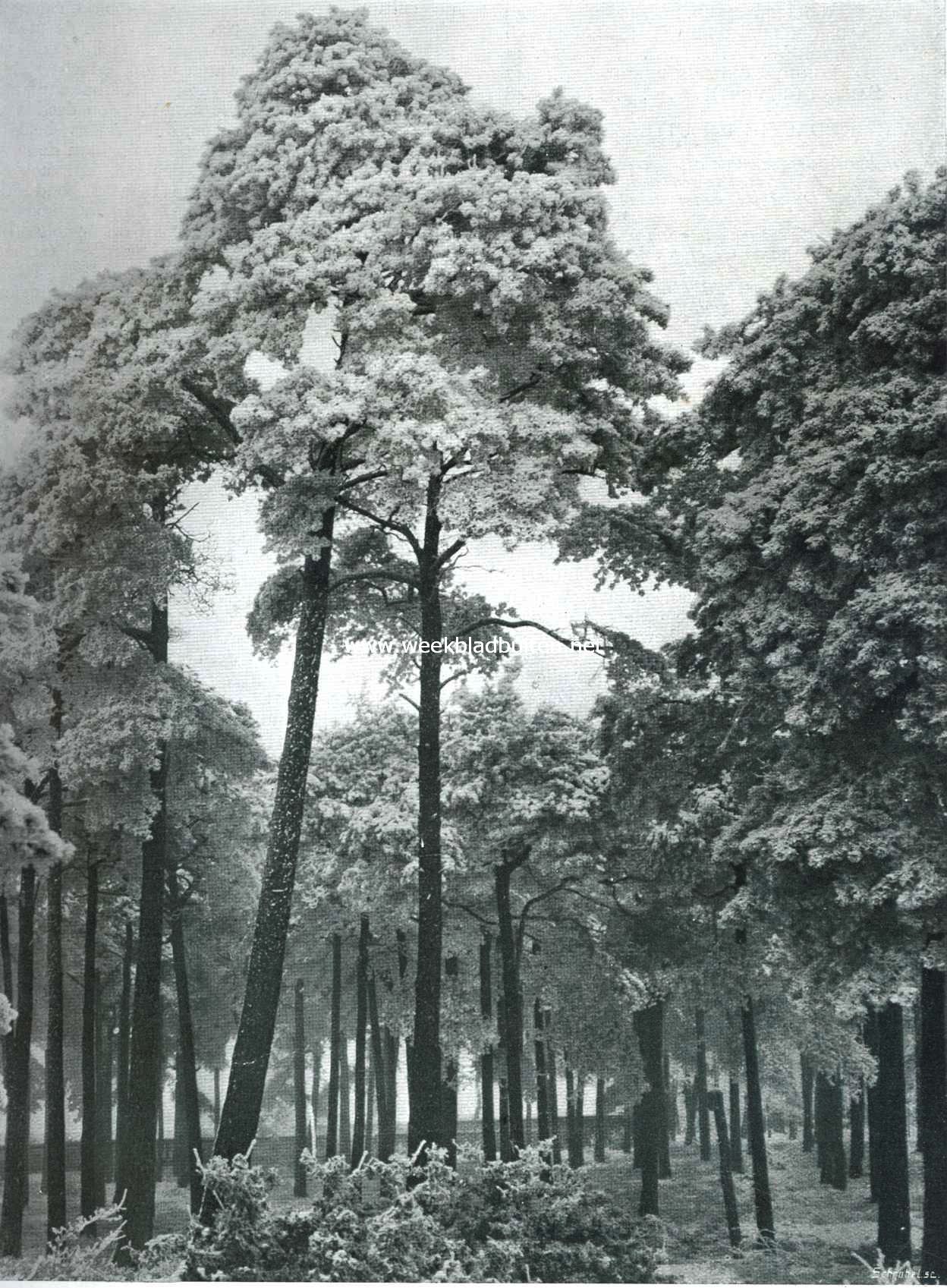 Pijnboomen in den Rijp