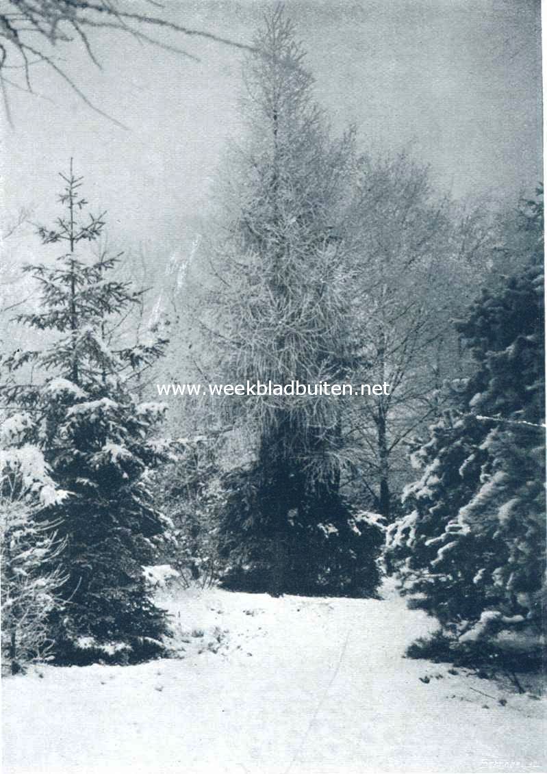 Larix in rijp