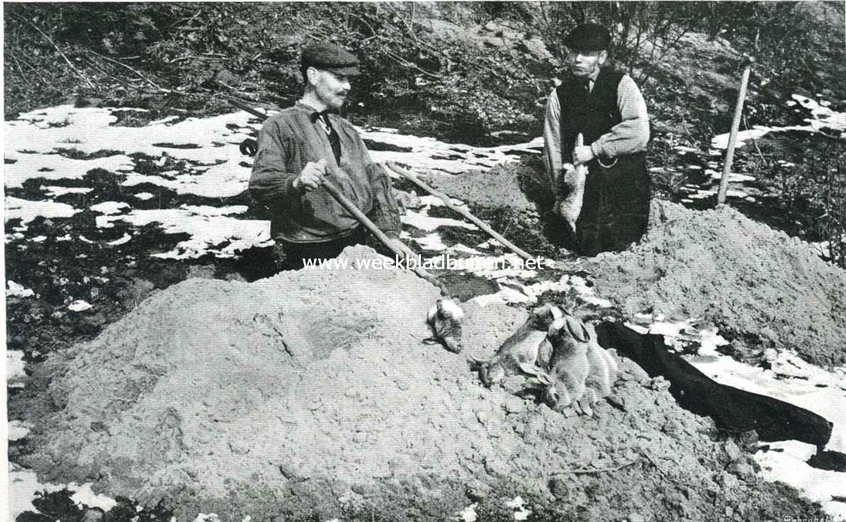 Konijnendelvers aan het werk in de duinen te Vogelenzang