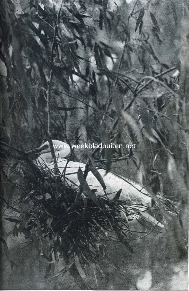 De geschiedenis van den reiger. I. Gepluimde broedende reiger