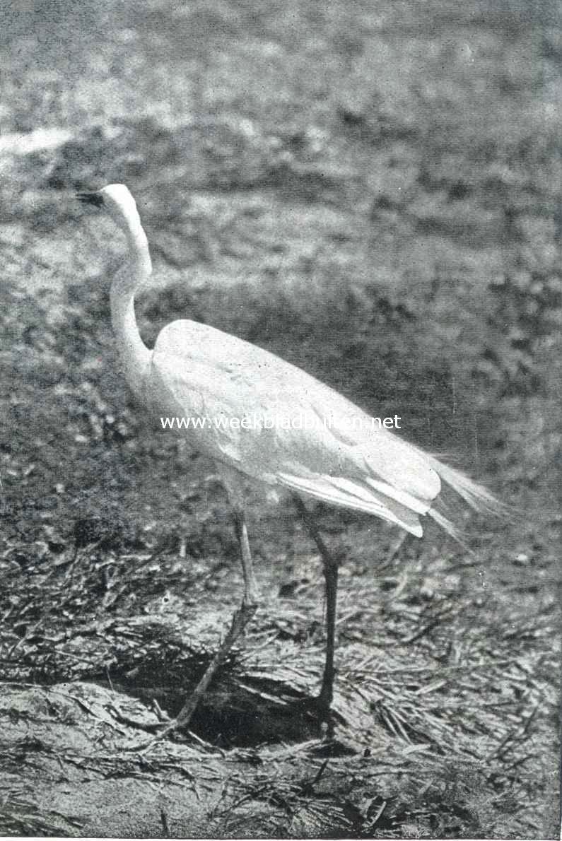 De geschiedenis van den reiger. II. Reiger, voedsel voor zijn jongen zoekende