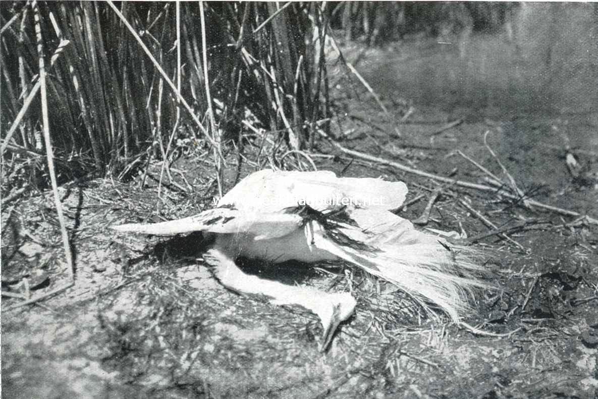 De geschiedenis van den reiger. III. Een slachtoffer van den reigerjacht