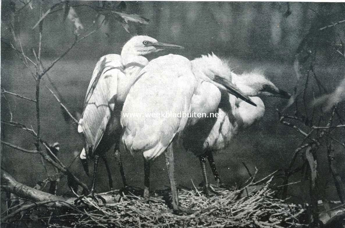 De geschiedenis van den reiger. IV. Ouderlooze jongen