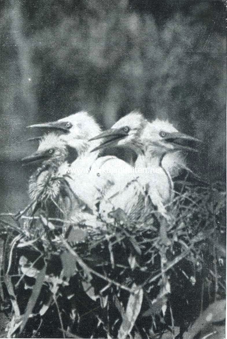 De geschiedenis van den reiger. V. Schreeuwend om voedsel