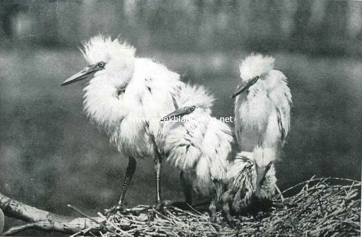 De geschiedenis van den reiger. VI. Half dood van honger