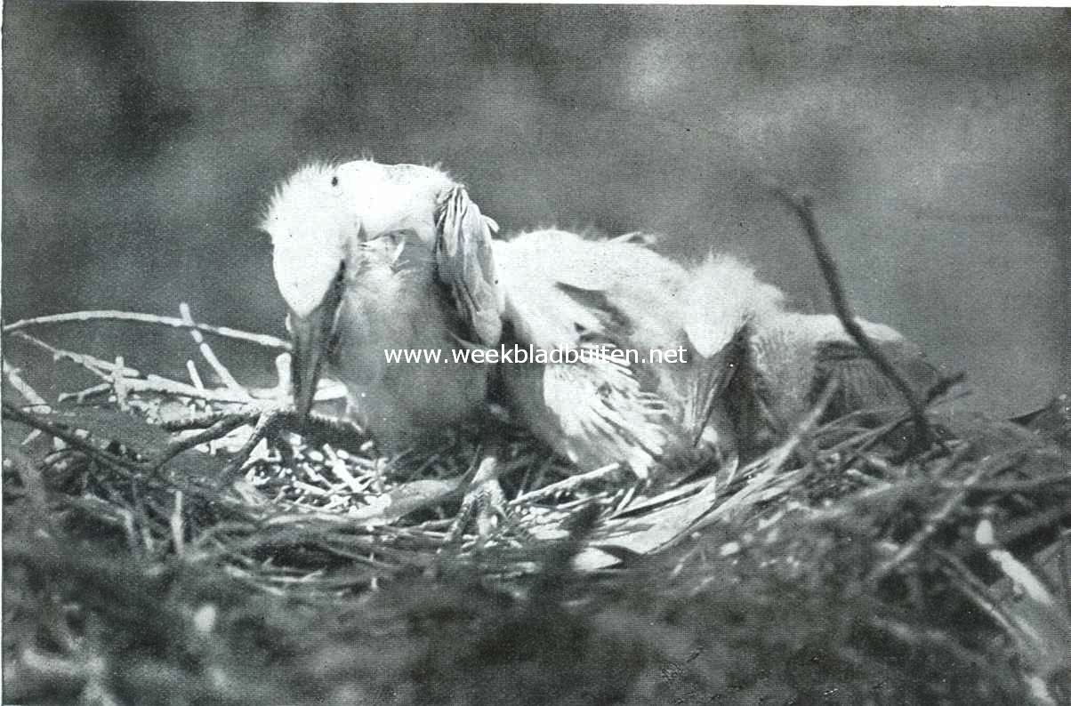 De geschiedenis van den reiger. VII.De laatste snik