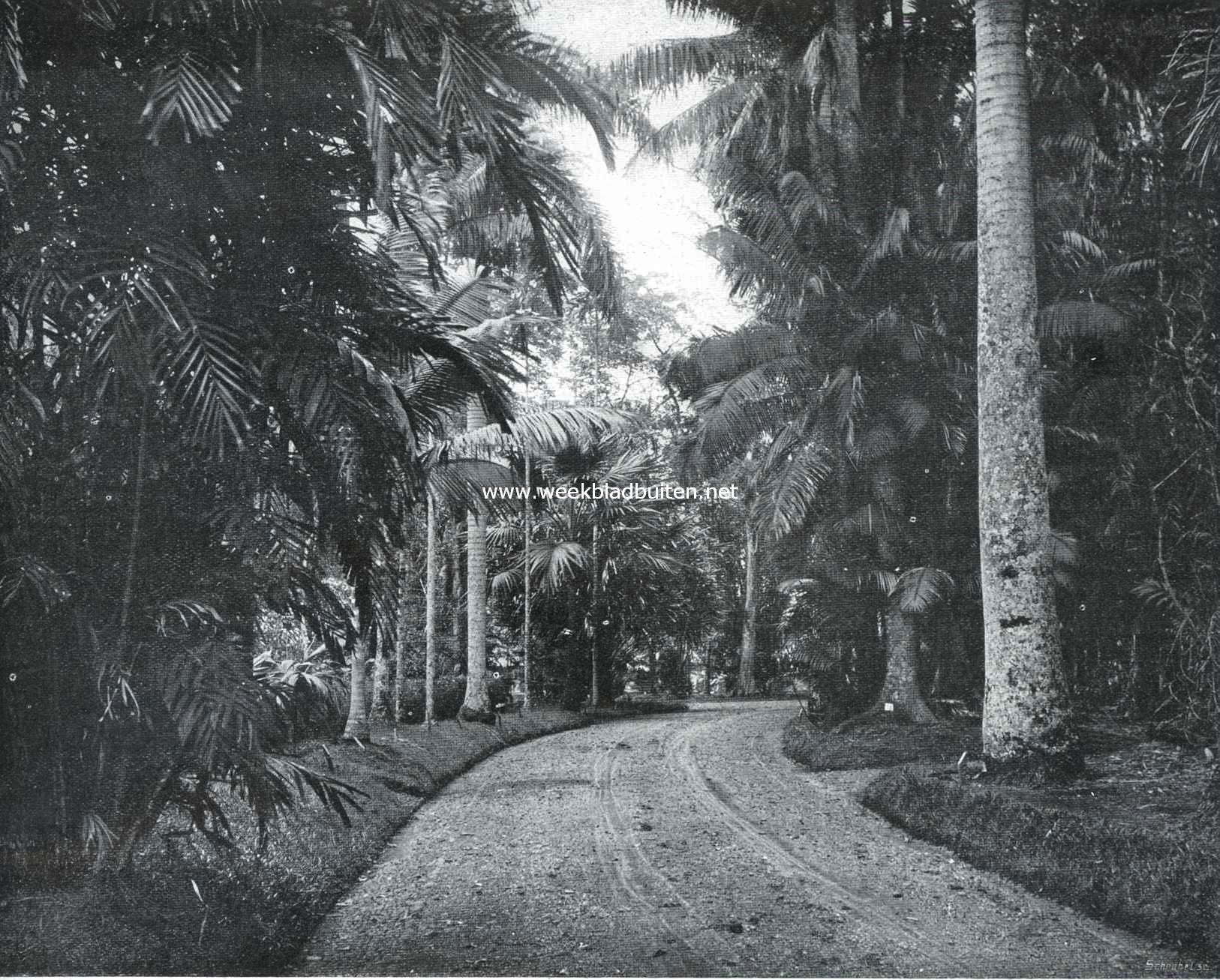 Weg in den plantentuin te Buitenzorg