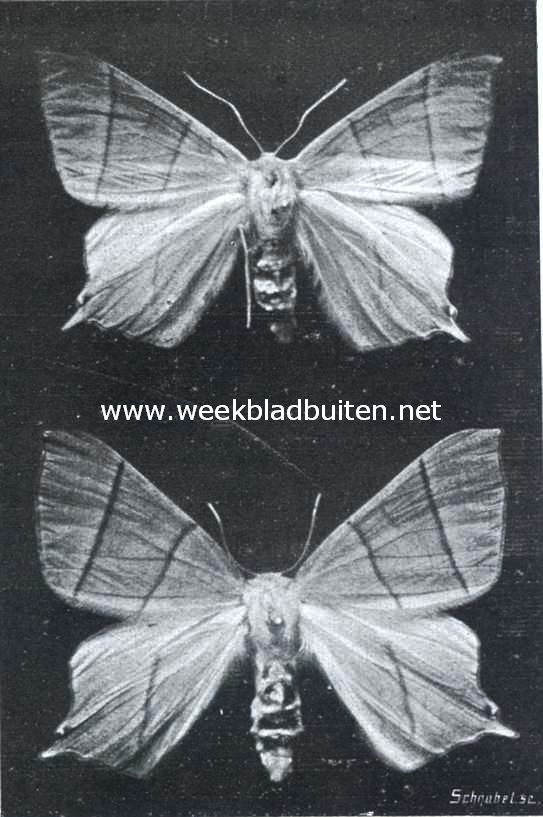 Klimoptak- of vliervlinders. Urapteryx Sambucaria (L.)