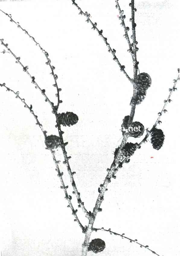 Larix Leptolepis