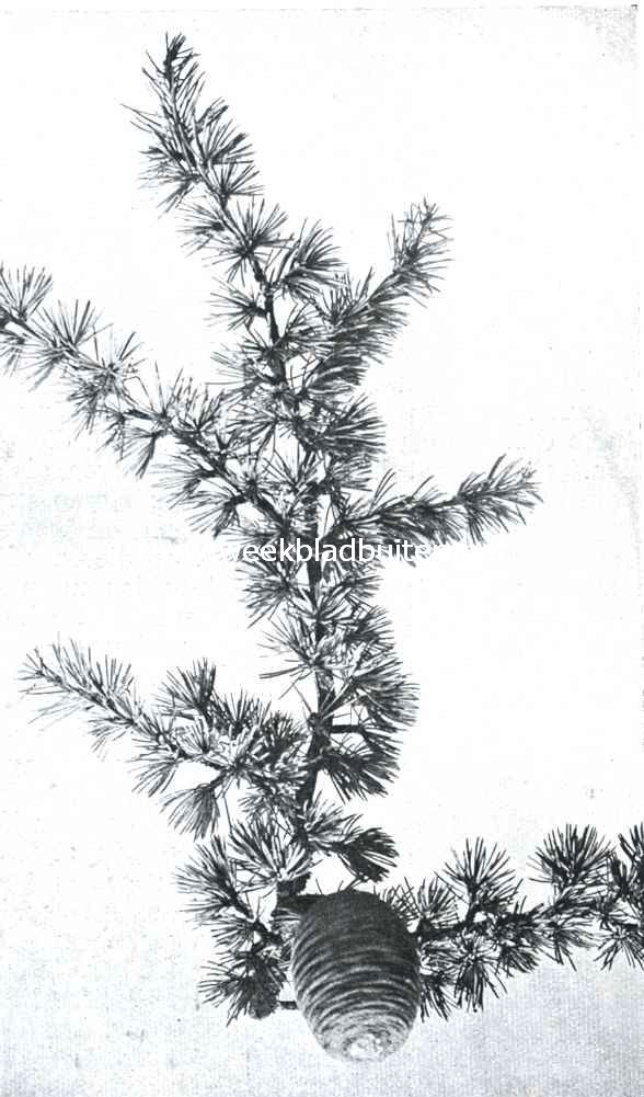 Cedrus Atlantica Glauca