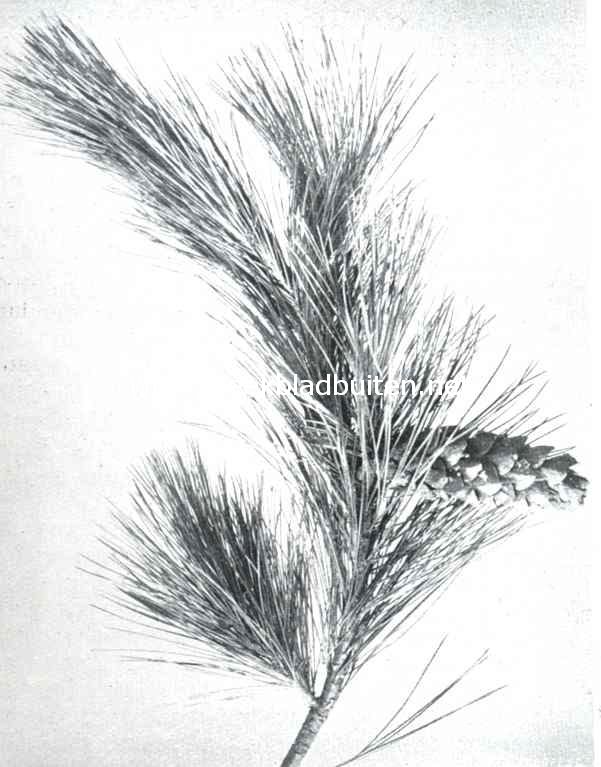 Pinus Excelsa Var. Pence