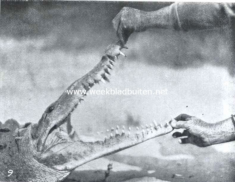 Krokodillen. IX. Hoe oneerbiedig de gevangene behandeld wordt