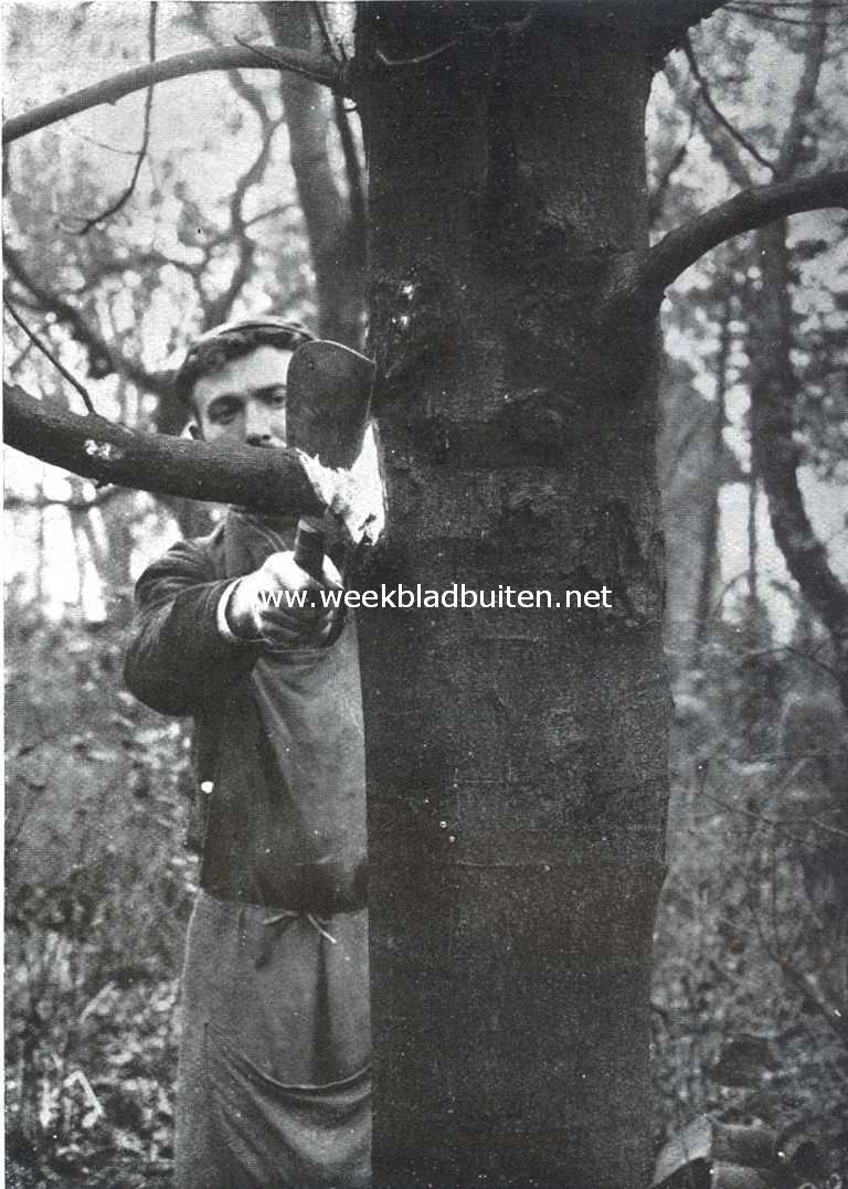 Het uitdunnen van boomen. De tak wordt zoo dicht mogelijk langs den stam afgehakt