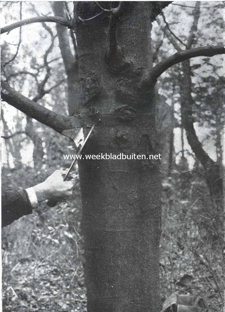 Het uitdunnen van boomen. De tak wordt aan den onderkant ingehakt