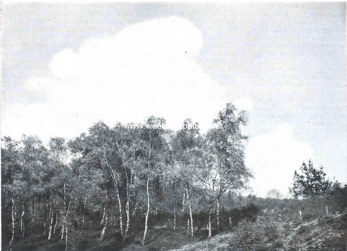 Groep jonge berkenboomen