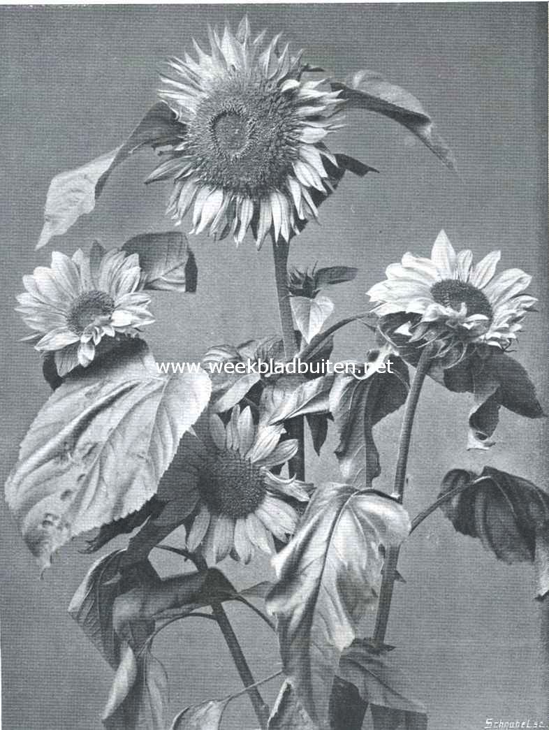 Een bouquetje verschillende zonnebloemen
