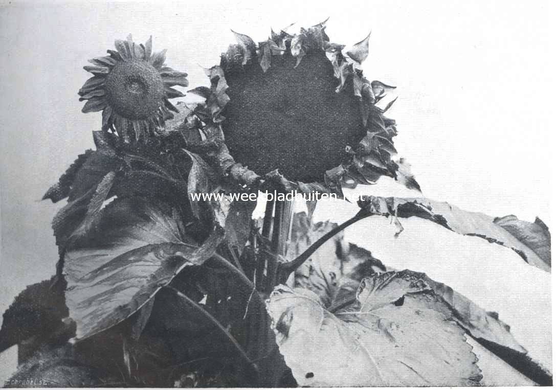 Een reusachtige zonnebloem