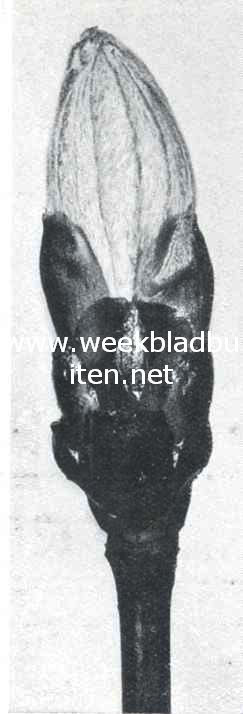 Ontluikende kastanjeknop 1