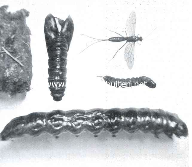 Onder: volwassen en daarboven jonge rups van Cossus (beide geprepareerde exemplaren). Rechts boven: sluipwesp (Meniscus Setosus Gr.) Links boven: pophulsel en cocon (alles iets verkleind)