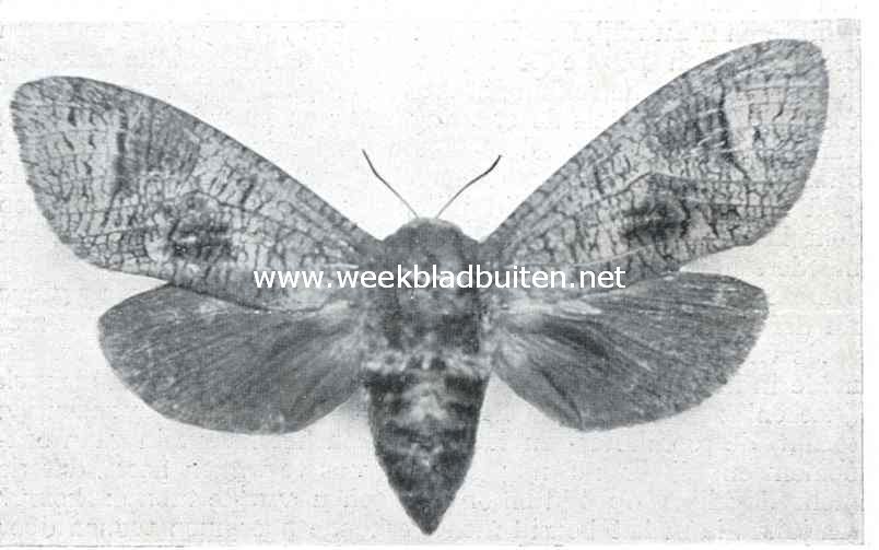 De Wilgenhoutvlinder (Trypanus Cossus L.) (nat. Grootte)