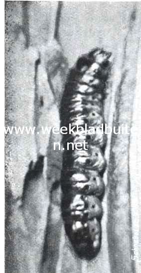 Cossusrups (foto naar 't leven). Boven zijn de geopende kaken nog even zichtbaar. De zwarte stippen zijn de ademgaten of stigmata (iets verkleind).