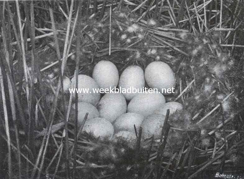 Nest met eieren van de wilde eend