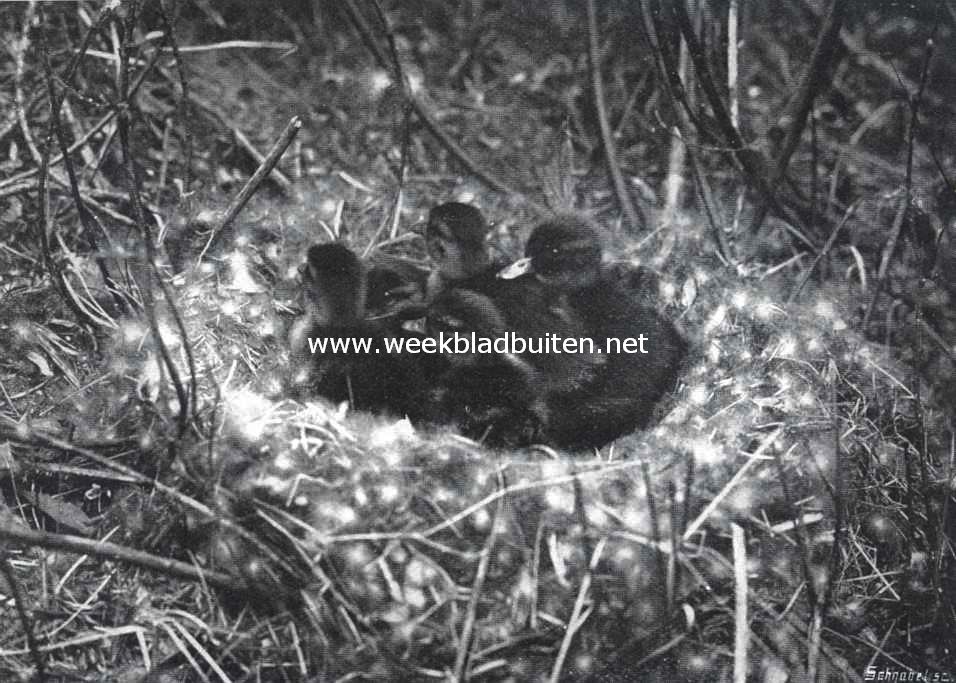 Nest jonge wilde eendjes
