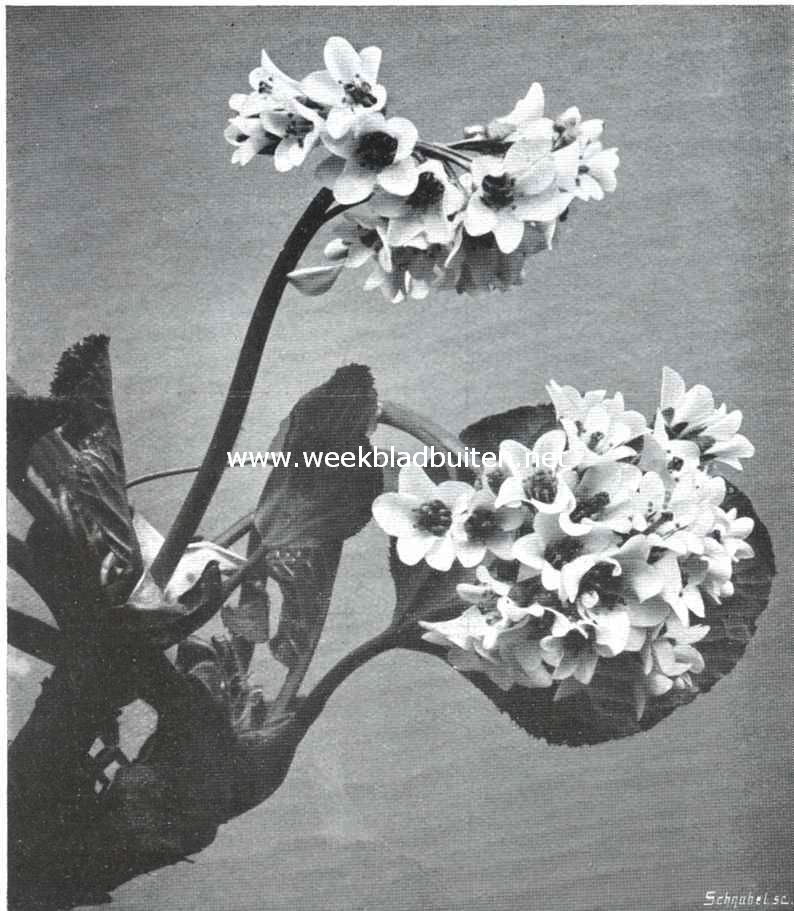 Megasea bloemtrossen