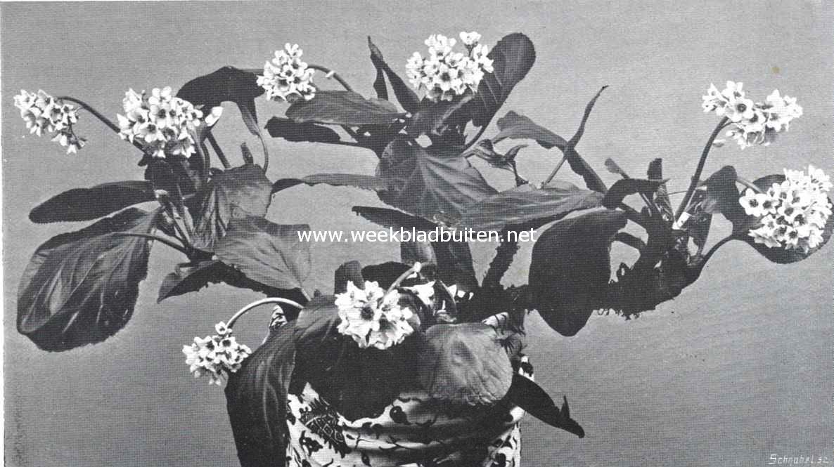 Megasea Cordifolia in vollen bloei