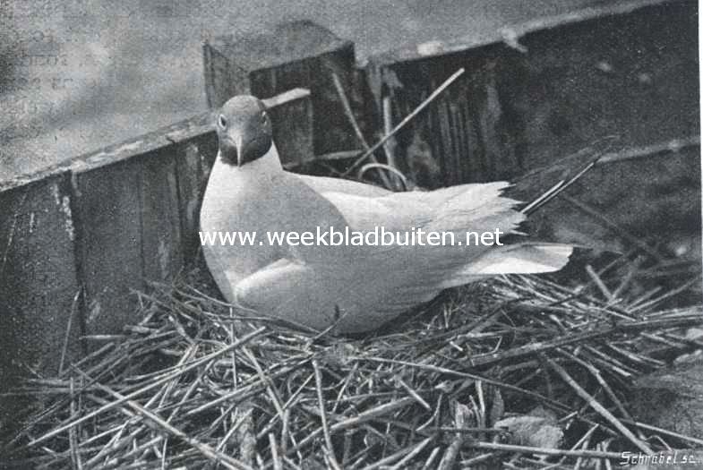 Broedende kokmeeuw (Larus Ridibundus)