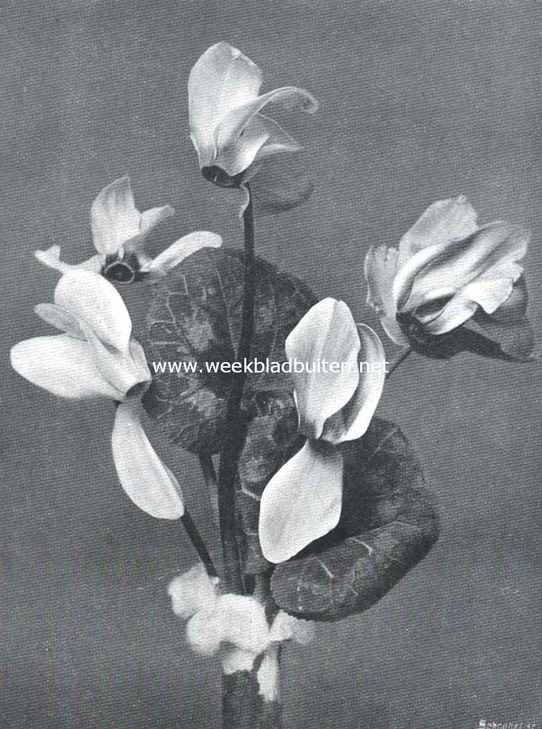 Bloemen van Cyclamen Persicum