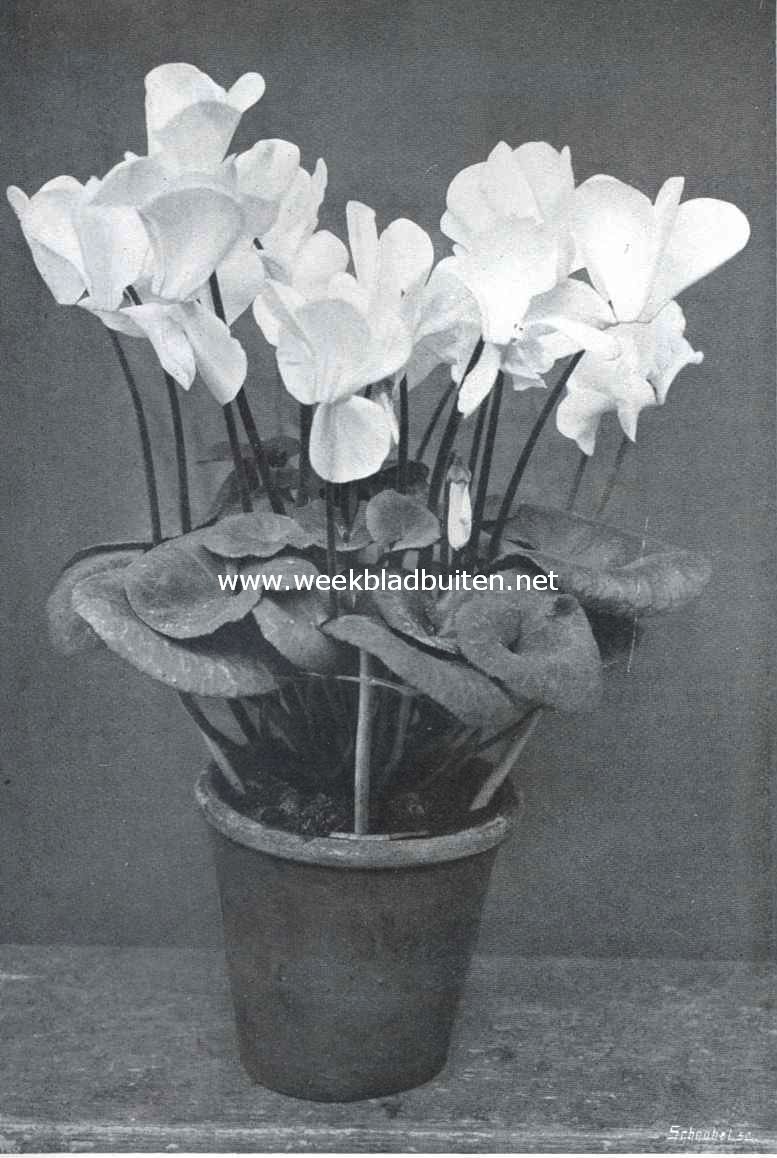 Een rijk bloeiende Cyclamen Persicum