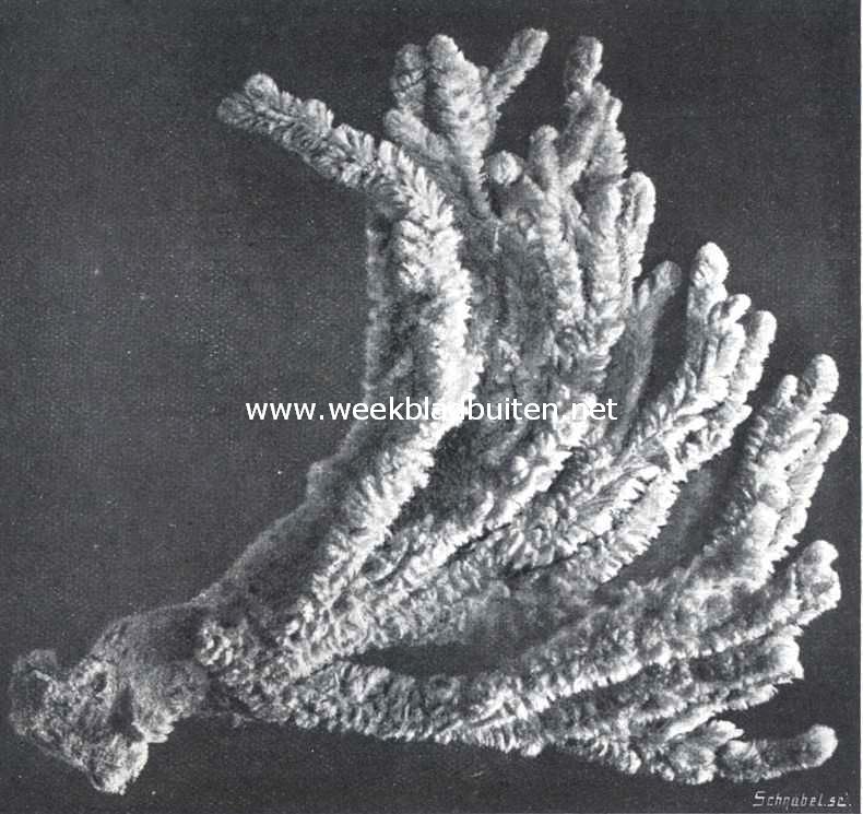 Hoe sponsen ons bereiken. V. Dictyocylindrus Ventilabrum. Een der fraaiste sponssoorten