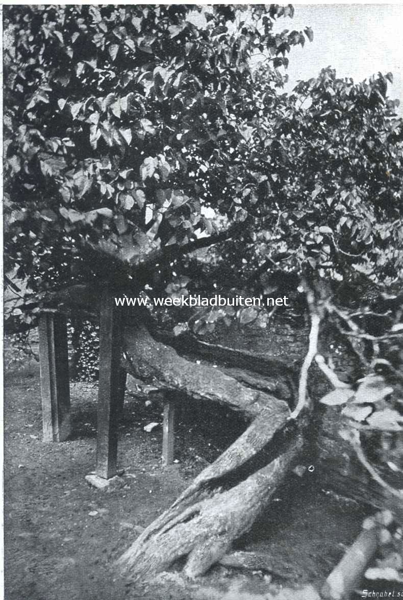 De moerbeiboom van Jacoba van Beieren te Goes