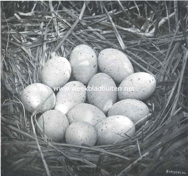 Nest met eieren van de meerkoet