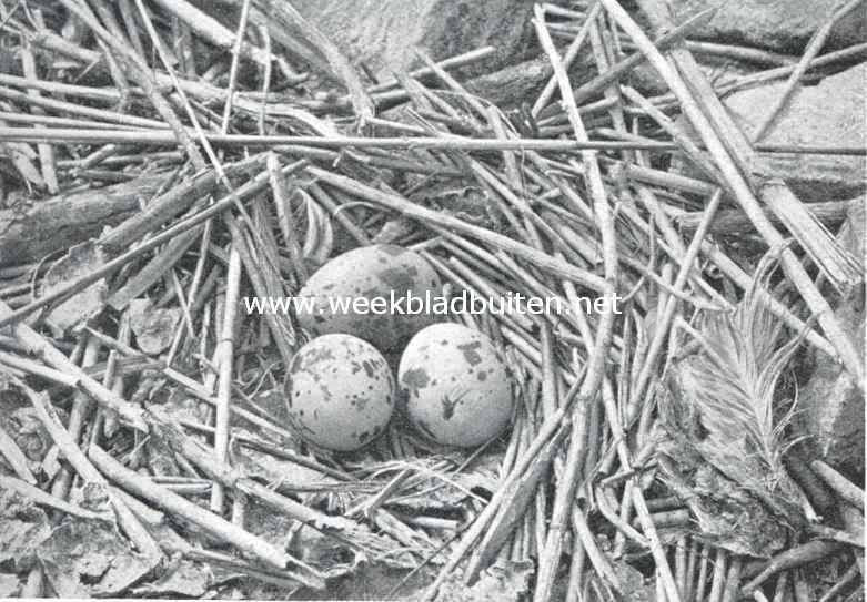 Nest met eieren van het vischdiefje. (Sterna Hirundo)