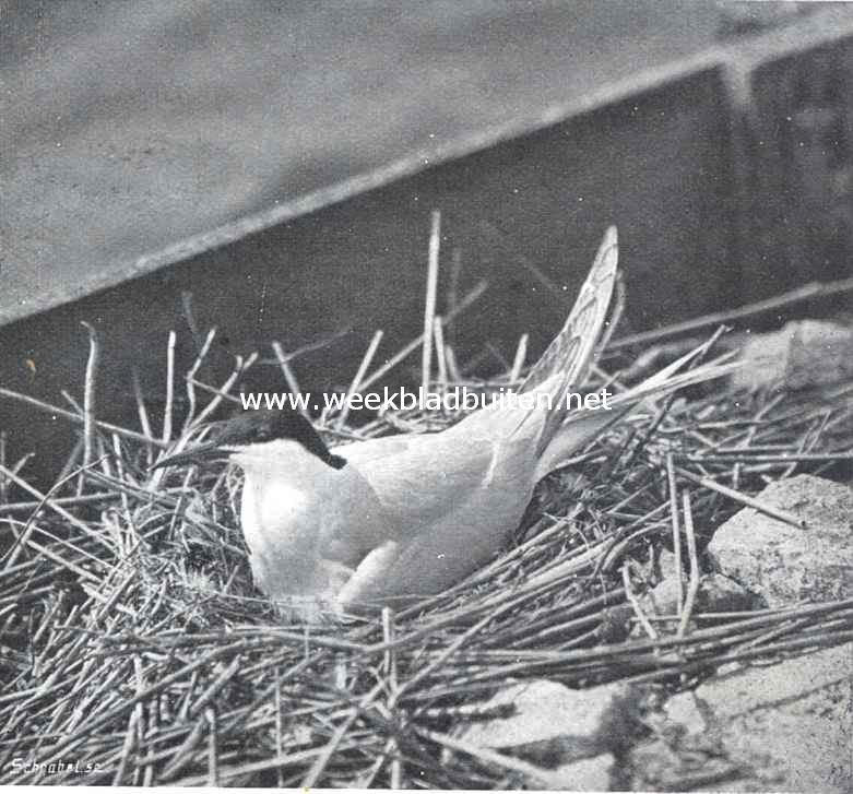Broedend vischdiefje (Sterna Hirundo)
