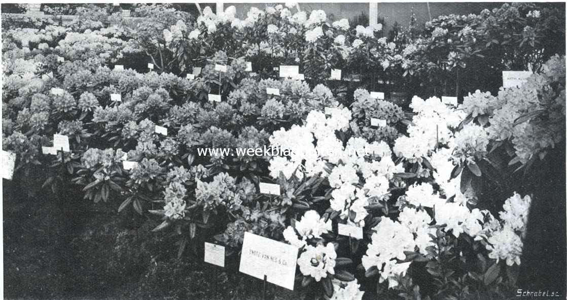 De bloemententoonstelling te Boskoop. Groep rhododendrons en hydrangea's