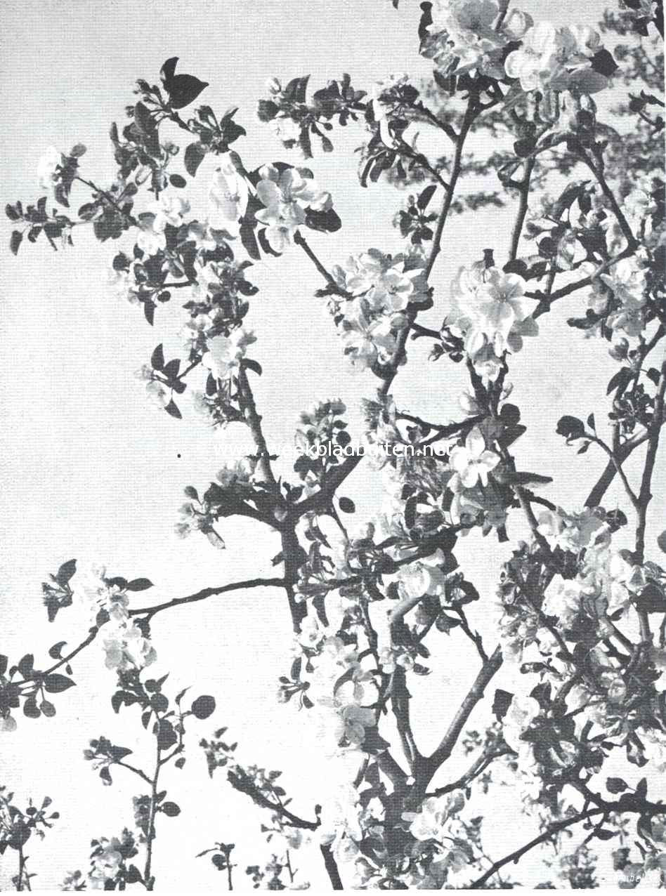Fruitteelt. Appelbloesem: bijna iedere knop geeft bloemen
