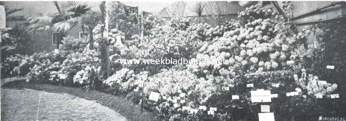 De bloemententoonstelling te Boskoop. Decoratieve groep rhododendrons