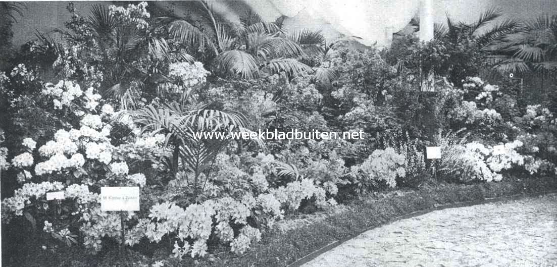 De bloemententoonstelling te Boskoop. Decoratieve groep azalea's